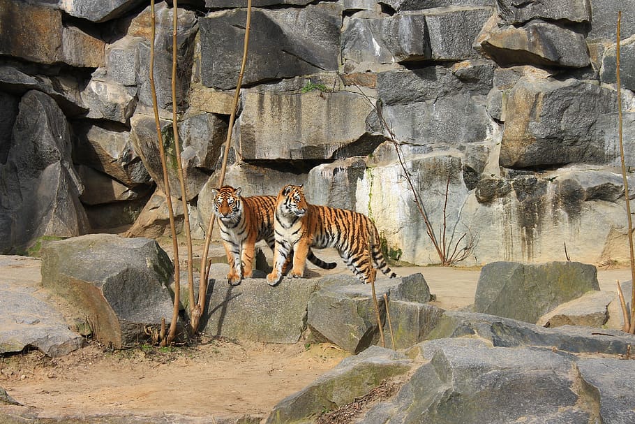 tigre, zoológico, gato grande, depredador, recinto, animales, berlín, animal, mamífero, temas de animales