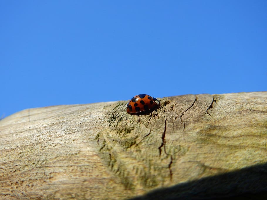 beetle, ladybug, wood, nature, insect, lucky charm, red, luck, invertebrate, animal wildlife