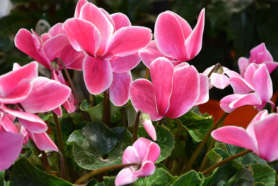 bunga, putih pink, jardiniere, pot, penawaran, tanaman, tanaman berbunga, daun bunga, kesegaran, keindahan di alam