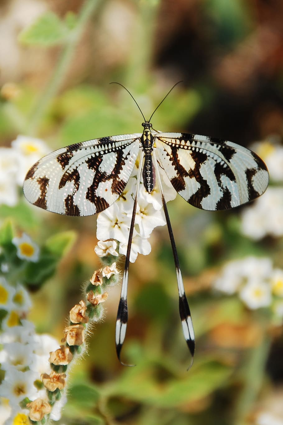 selective-focus photography, white, black, butterfly, insect, pattern, summer, close, invertebrate, animal wildlife