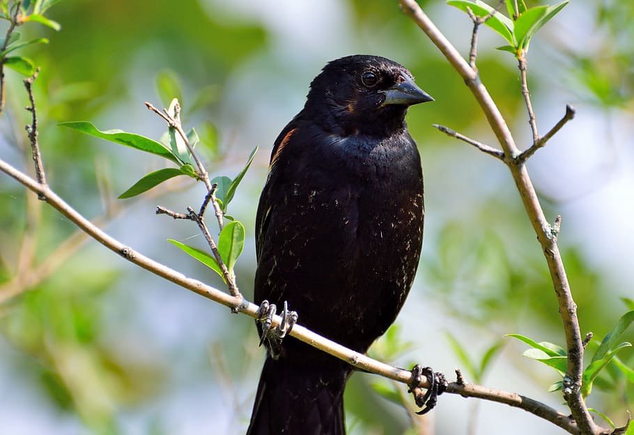 red-winged blackbird, algelaius humeralis, bird, perching, wildlife, nature, animal themes, animal, vertebrate, animals in the wild