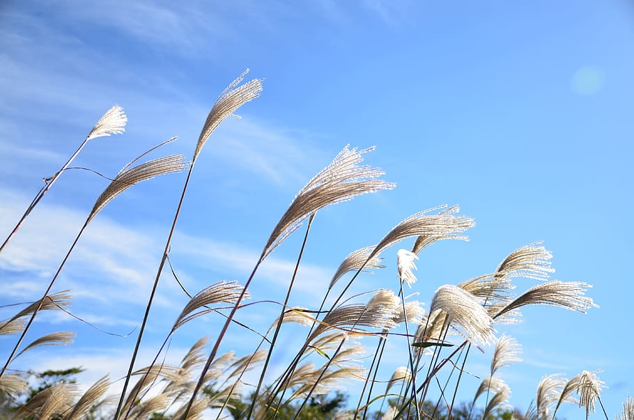 jeju, ecoland, reed, plant, growth, sky, beauty in nature, nature, day, blue