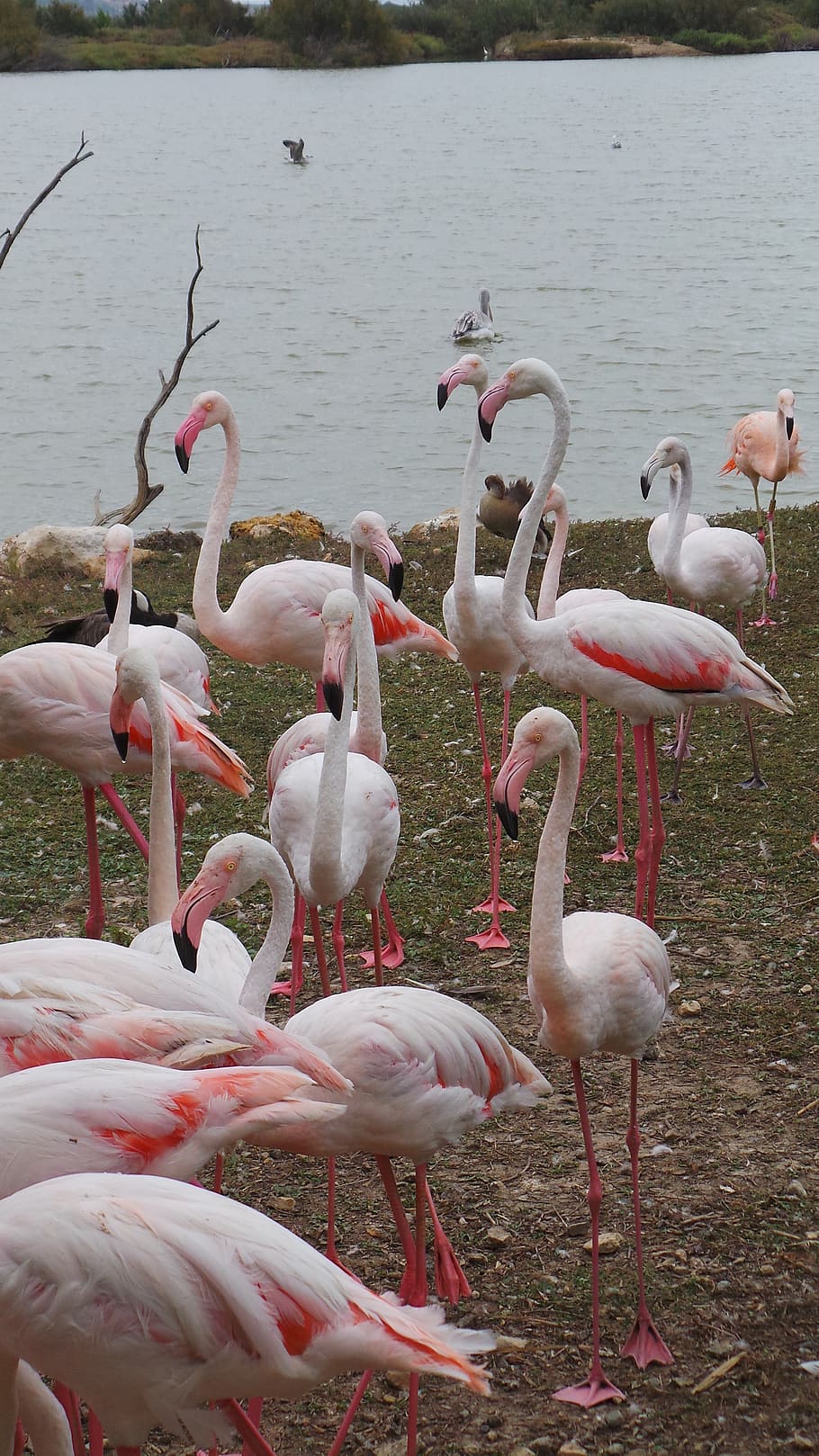 pink flamingo, african reserve, sigean, zoo, birds, bird pink, nature, wild, water, bird