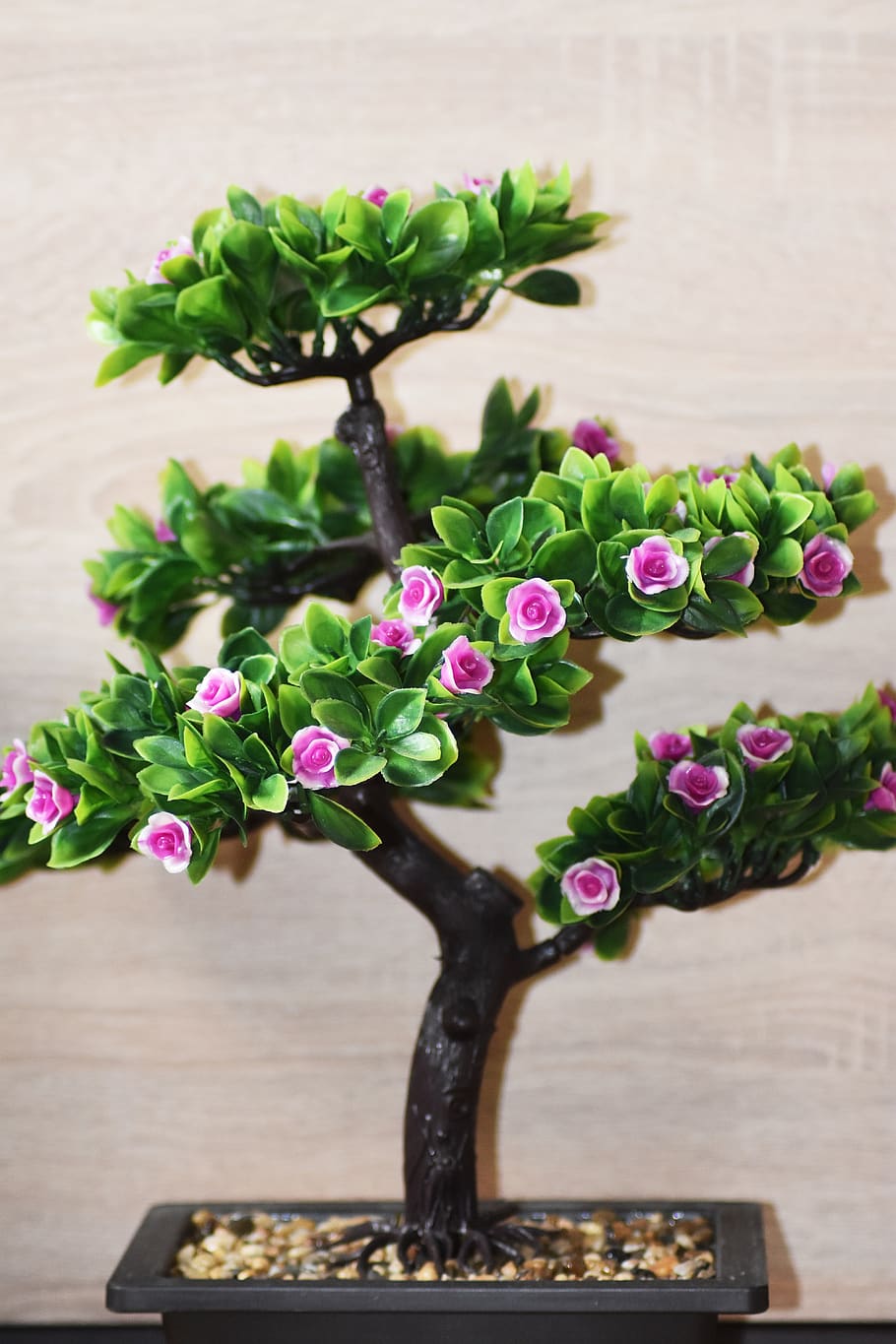 madera, bonsai, hojas, verde, planta, ilustración, ornamento, flor, rosa,  florece en | Pxfuel