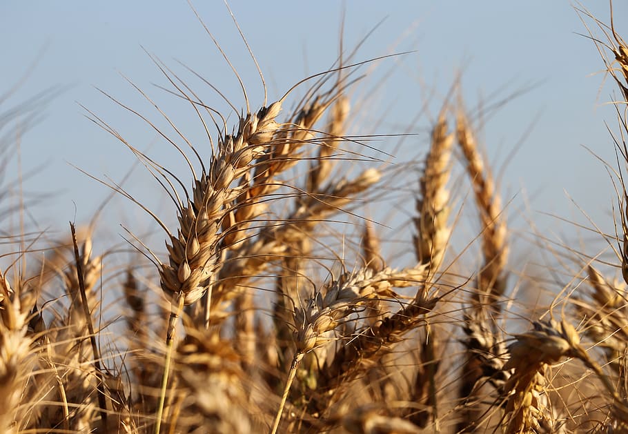 agricultura, trigo, planta, antes de la cosecha, verano, campo, crecimiento, naturaleza, al aire libre, planta de cereal