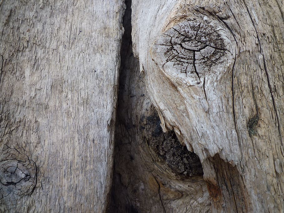 tree, old, log, wood, gnarled, dead plant, nature, old tree, bark, mis shapen