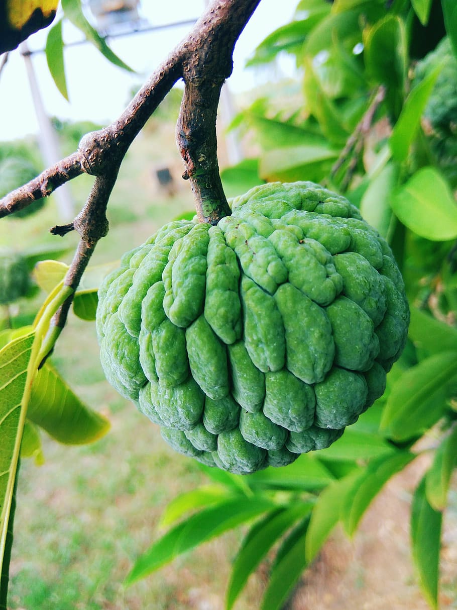 Зеленый сладкий. Скхофрукт зеленый фото.