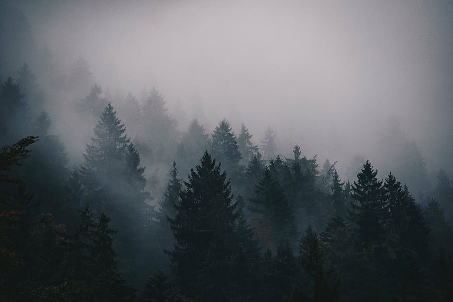 aerial, trees, covered, fog, cold, pines, mountain, landscape, sky, nature