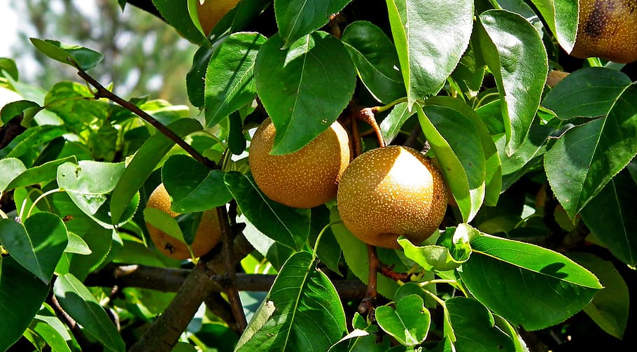 pears, asian, fruit, fresh, healthy, mature, food, sweet, leaf, plant part