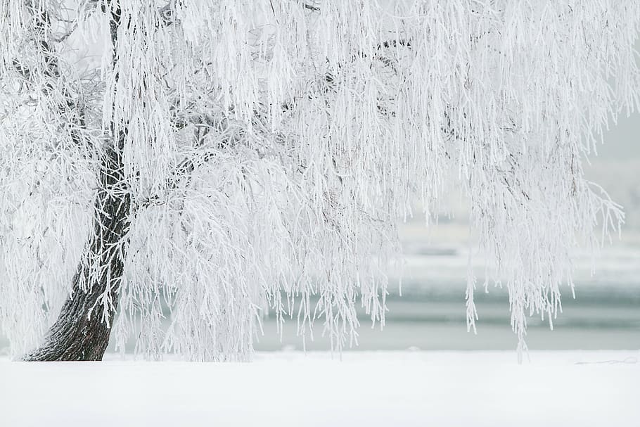 árbol blanco, invierno, árbol, nieve, paisaje, frío, diciembre, navidad, árboles de invierno, naturaleza
