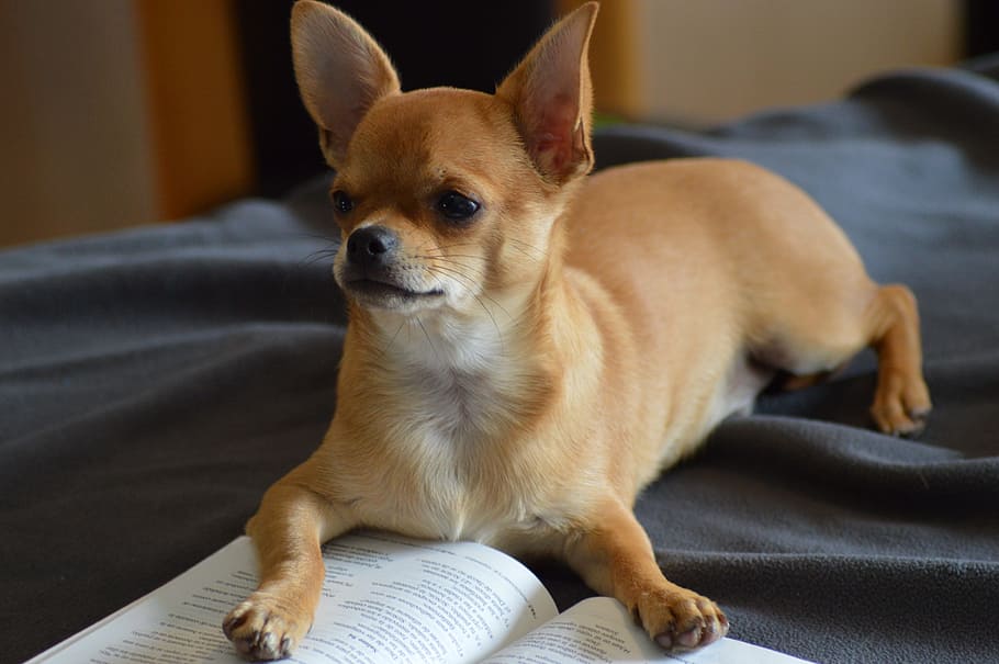 adult fawn chihuahua, laying, book, black, bedspread, chihuahua, dog, read, one animal, canine