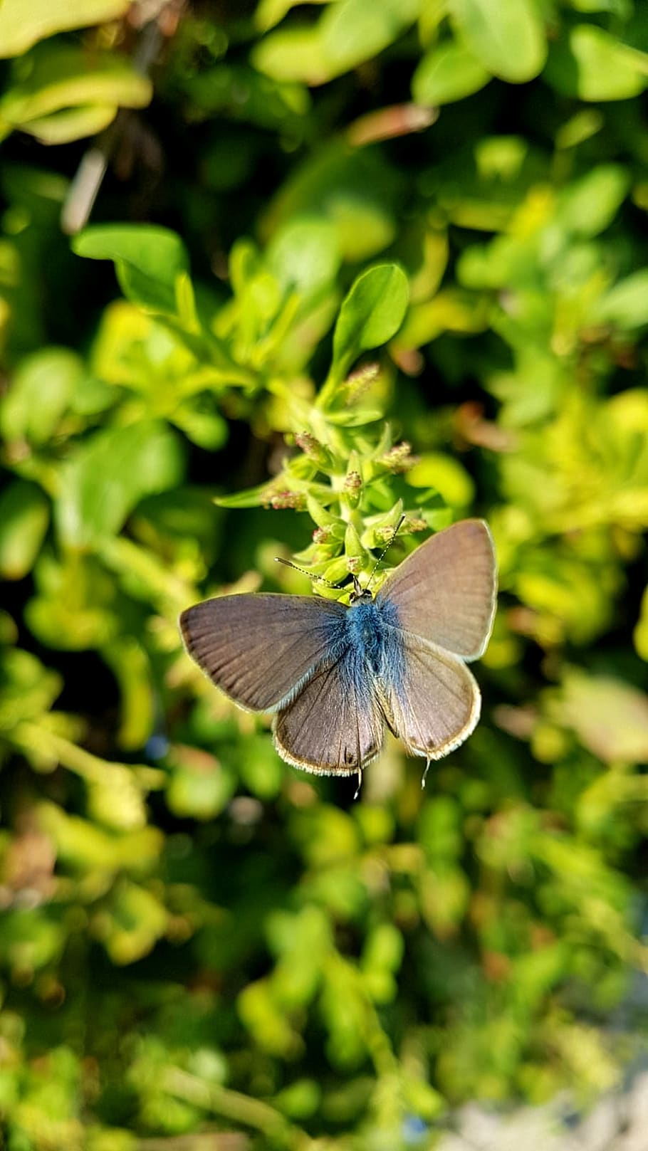 butterfly, nature, green, pea blue, forest, leaves, environment, natural, summer, leaf
