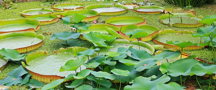 green, lili plant, body, water, lily pad, seerosen plate, victoria, lake rosengewächs, huge seerosenblätter, lake