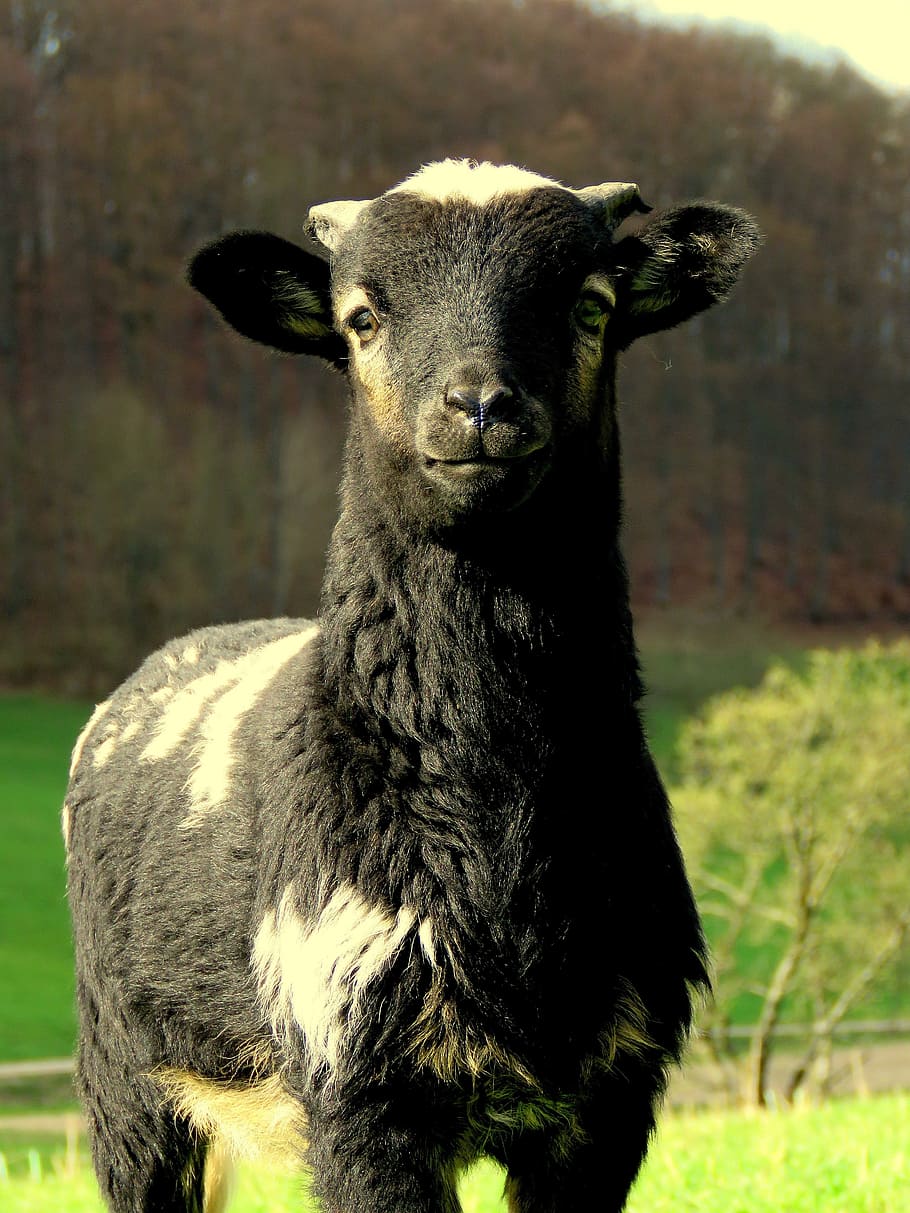 羊 黒 柱 黒羊 かわいい ウール 子羊 哺乳類 肖像画 カメラ目線 Pxfuel