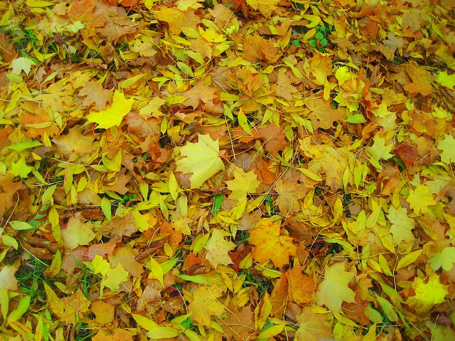 leaves, texture, nature, natural, wooden, garden, foliage, green, tree, yellow