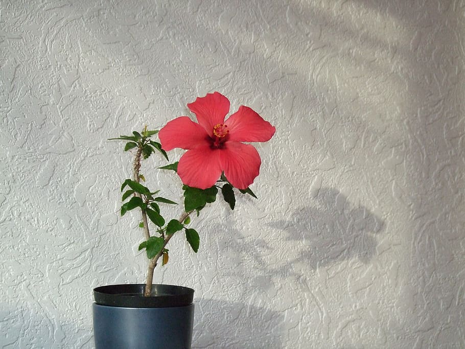 red, flower, hibiscus, china rose, chinese hibiscus, plant, flora, bloom, exotic, shadow