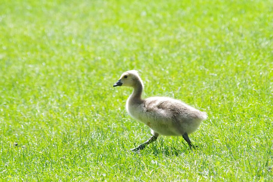 animal, baby, geese, bird, wildlife, young, small, animal themes, animal wildlife, animals in the wild