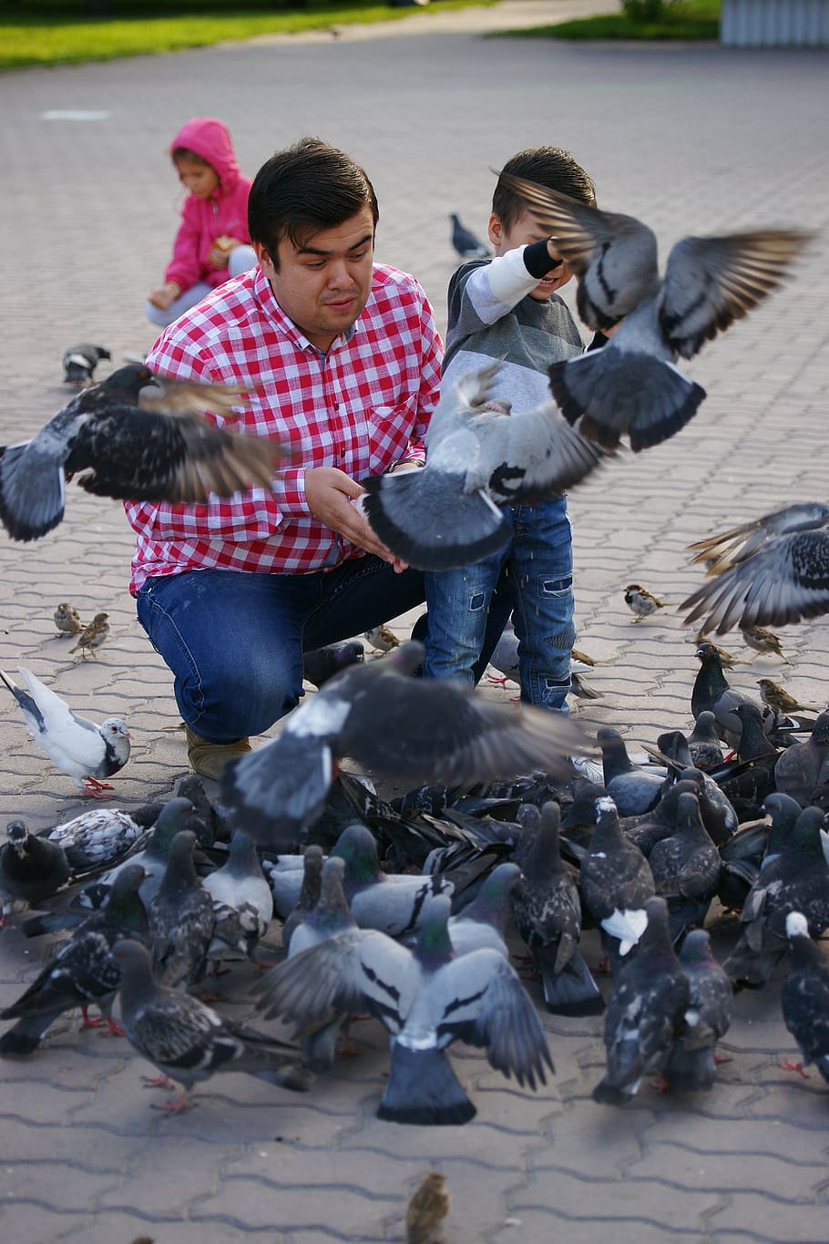 man, pigeons, photos, feeding pigeons, russia, vacation, vertebrate, bird, large group of animals, animals in the wild