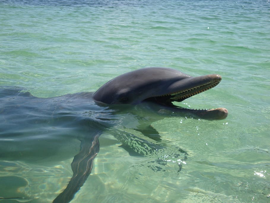dolphin, water, ocean, animal, swimming, marine, nature, wildlife, blue, life