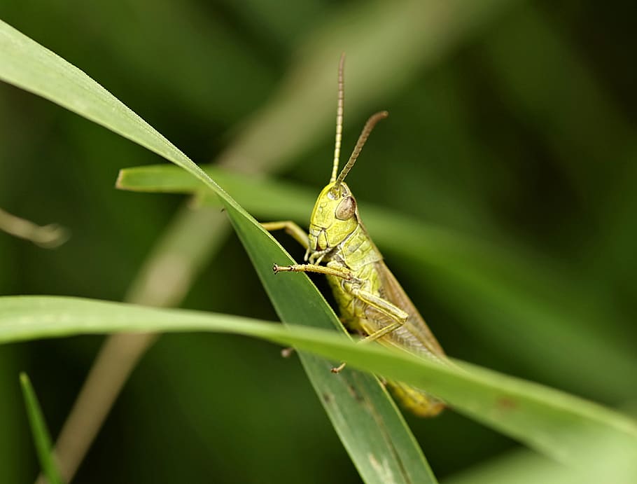 grasshopper, tettigonia viridissima, insect, green, cricket, grass, nature, jump, closeup, macro