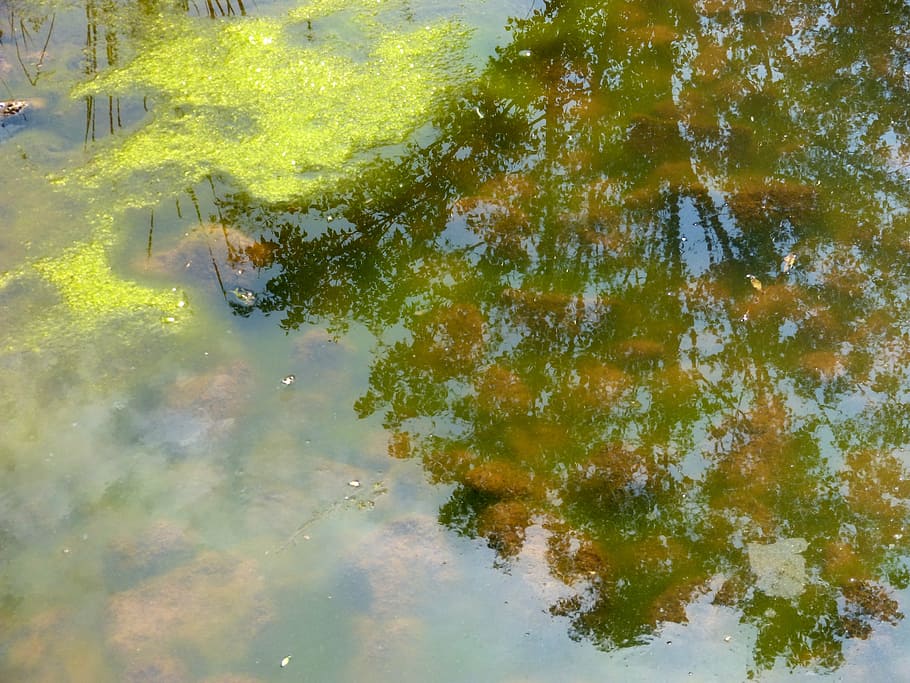 estanque, agua, reflexión, algas, planta acuática, verde, frente al mar, día, lago, naturaleza