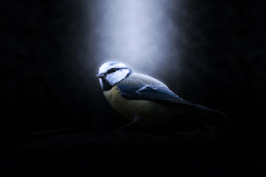 gray, white, bird, digital, wallpaer, blue tit, animal, nature, blue, tit