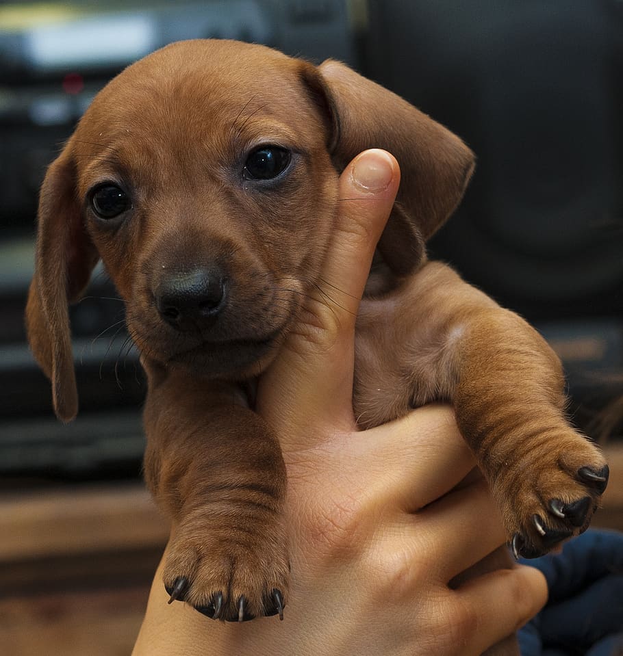 dog, canine, mammal, pet, puppy, cute, dachshund, adorable, pets, one animal