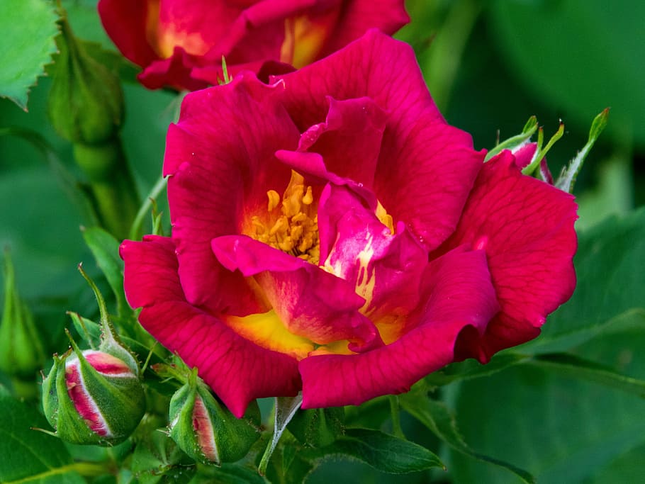 rose, away he senses, flowers, red, yellow, blossom, bloom, nature, plant, ground cover