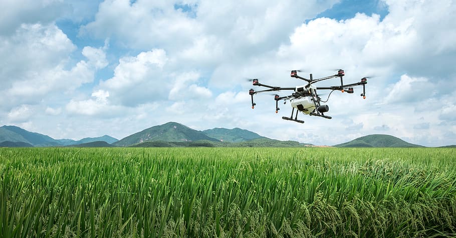 dji, agricultura, uav, drone de proteção de plantas, proteção de plantas, terras agrícolas, agras, drone, agricultura de dji, arroz