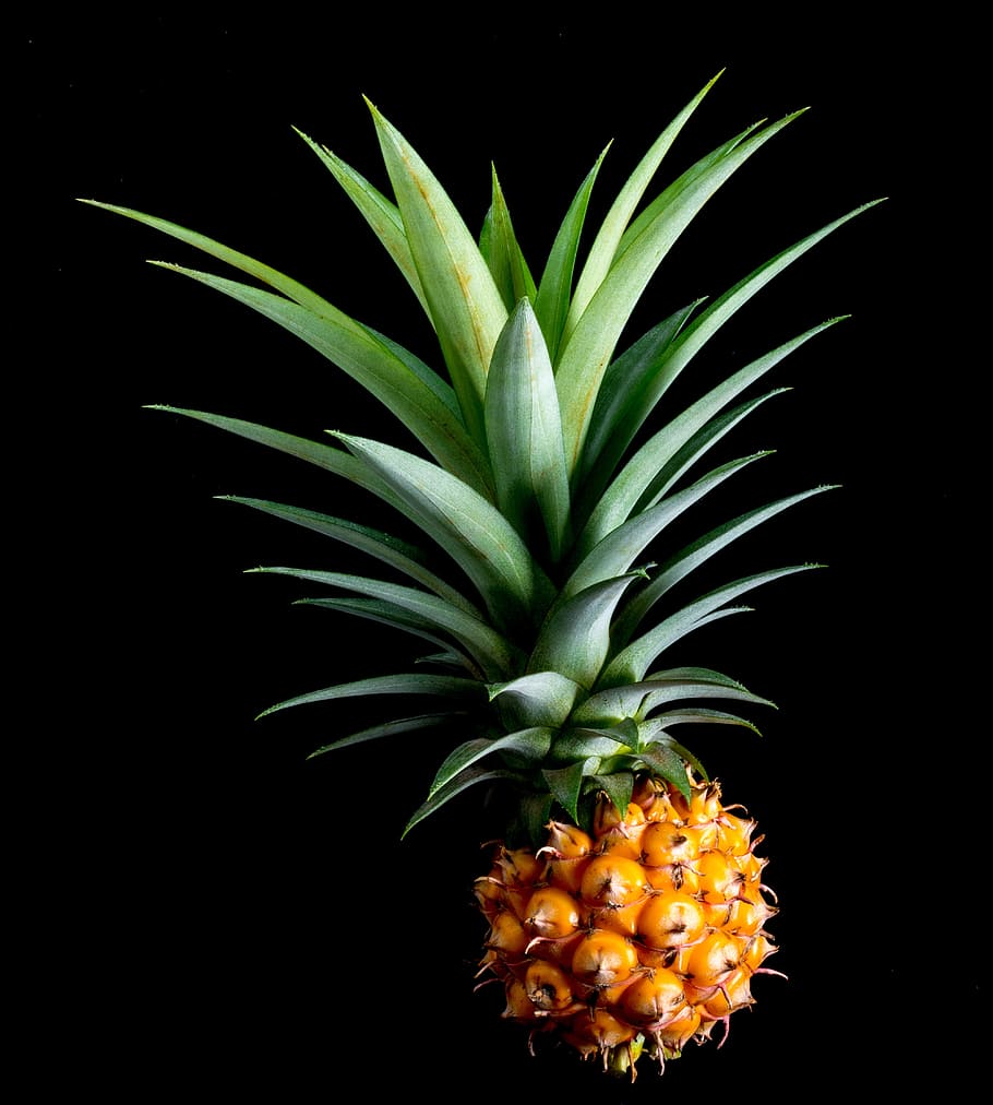 yellow, green, pineapple fruit, Pineapple, fruit, small pineapple, tropical, delicious, orange color, black background