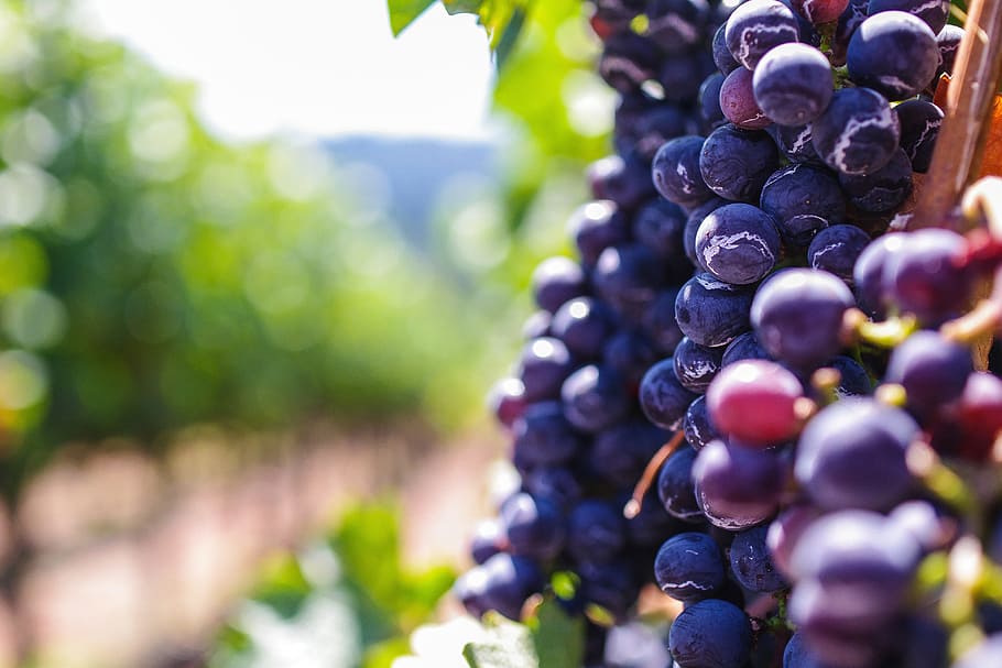 rojo, uvas, viñedo, comida / bebida, fruta, saludable, vino, uva, naturaleza, vid