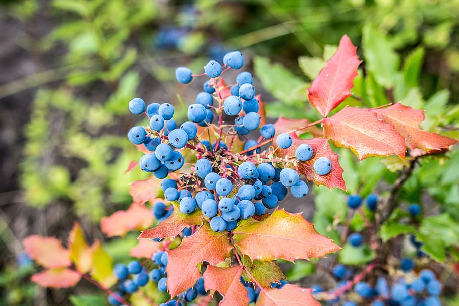 wild blueberries, blue, berry, red, leaf, nature, healthy, organic, ripe, summer