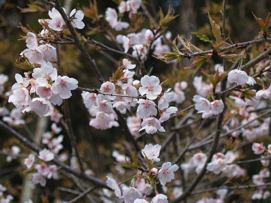 cherry blossoms, during the day, in full bloom, spring, flowers, fragility, plant, flowering plant, vulnerability, flower