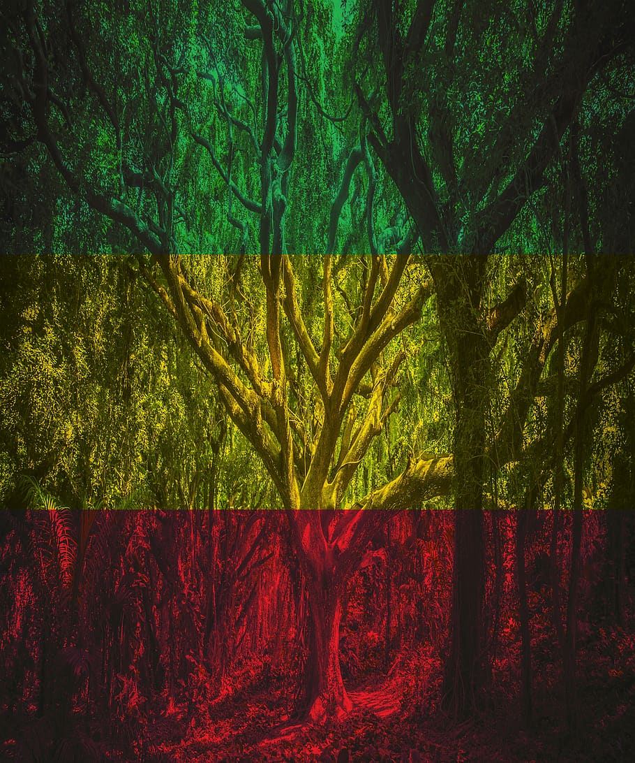 rasta, hutan, rastafari, alam, rastaman, reggae, pohon, tanaman, pertumbuhan, warna hijau