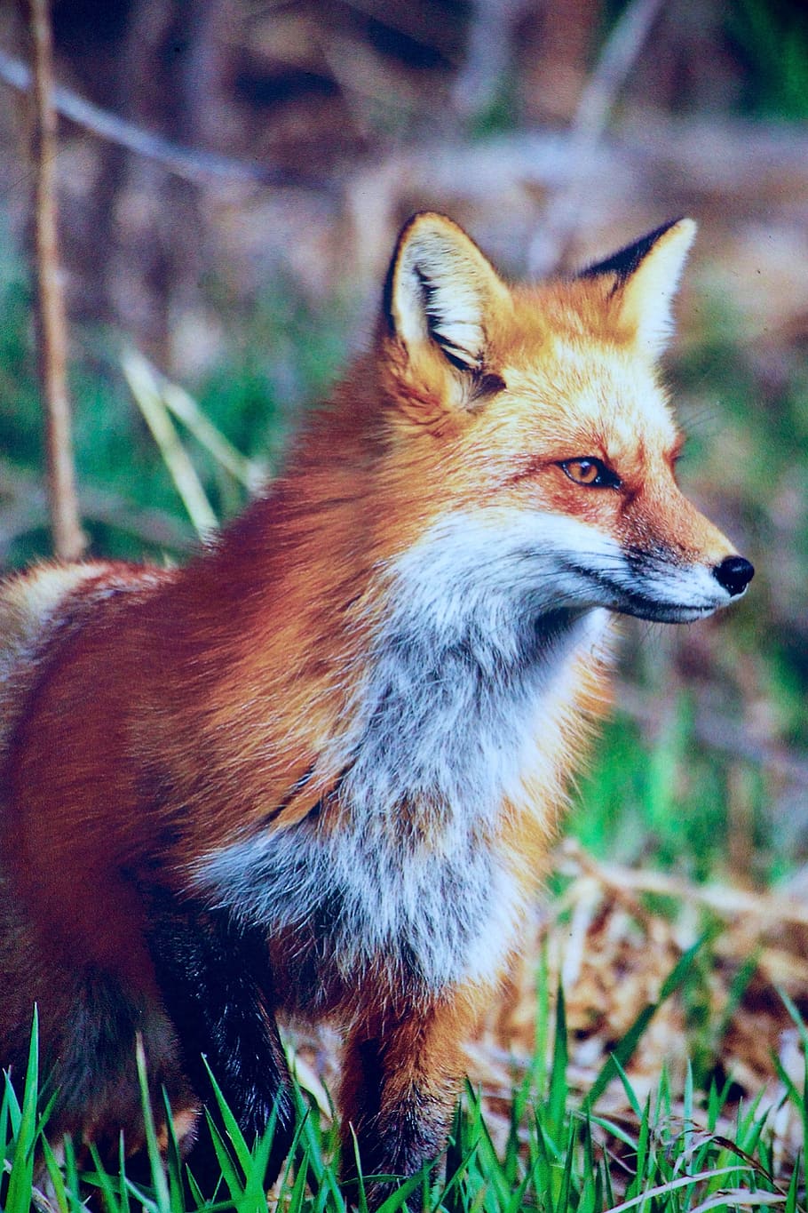 wildlife photography, red, fox, nature, animals, fuchs, hunter, smart, cunning, one animal