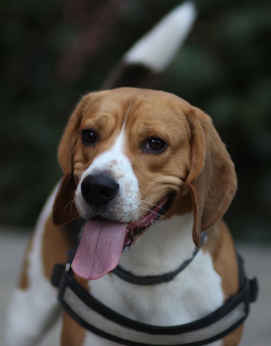 beagle, dog, cheerful, playful, brown, animals, canine, one animal, pets, domestic