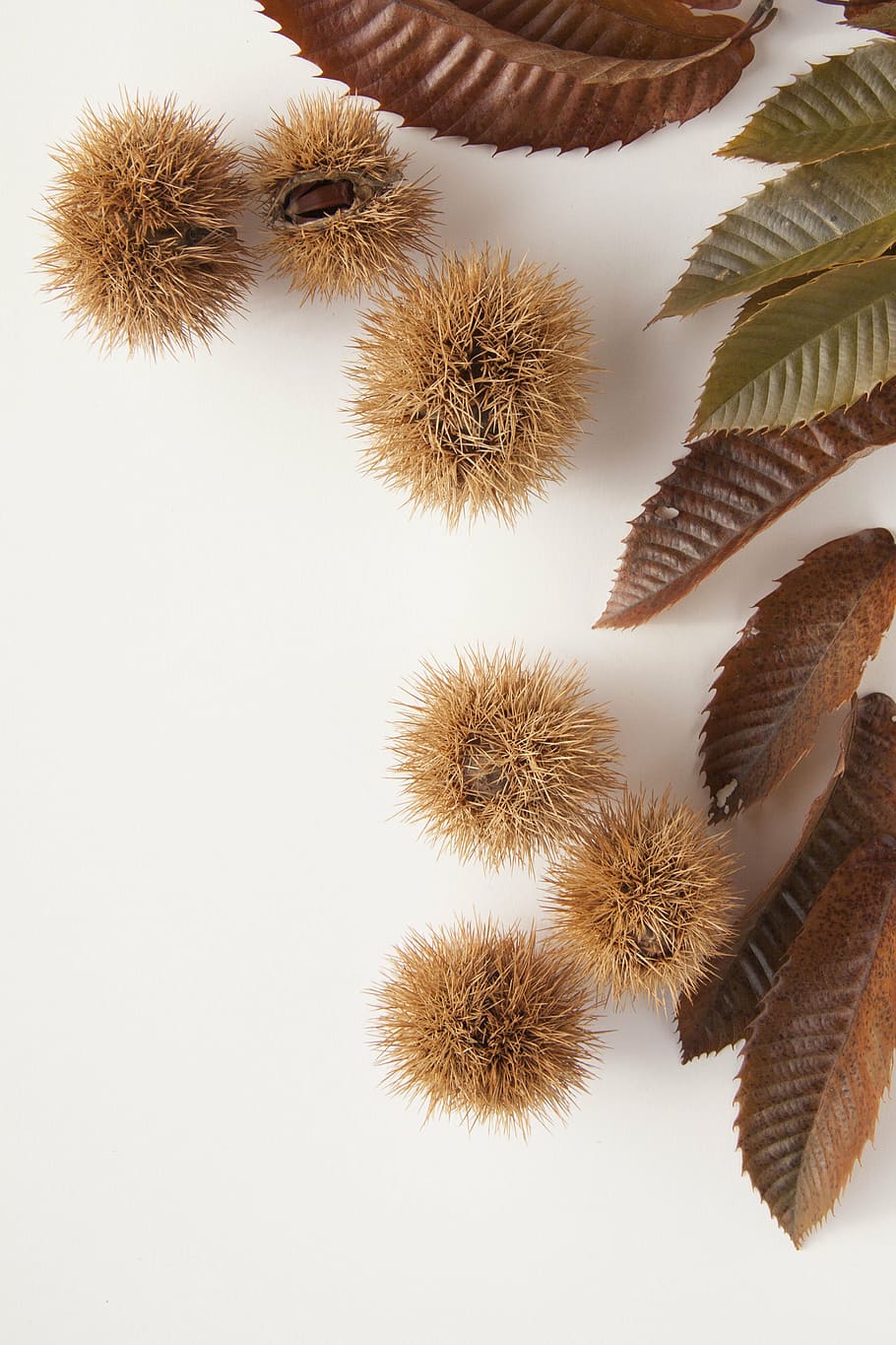 six, brown, spiky fruits, sweet chestnuts, chestnuts, nature, autumn, delicious, eat, food