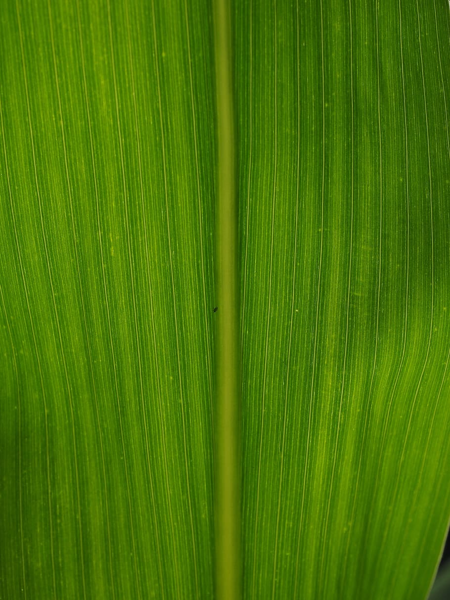 Corn, Leaf, Detail, Veins, corn leaf, leaf veins, green, macro, close, green color