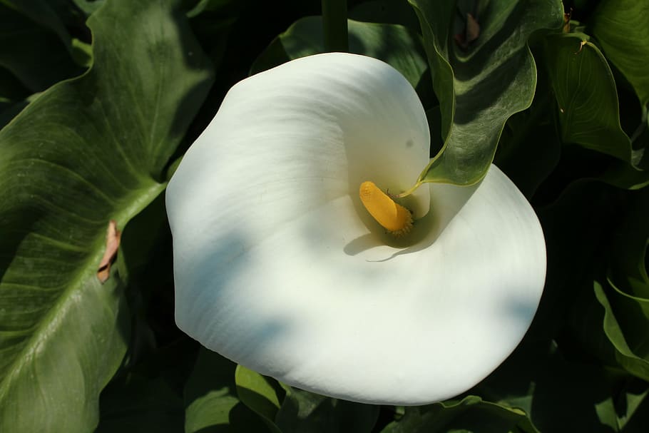 flower, nature, white flower, flowers, whiteness, growth, plant, freshness, leaf, day