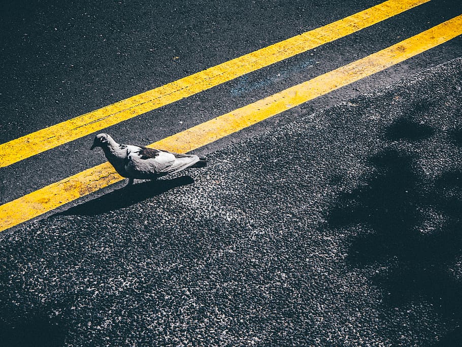 pigeon, bird, pavement, road, street, yellow lines, animals, transportation, asphalt, high angle view