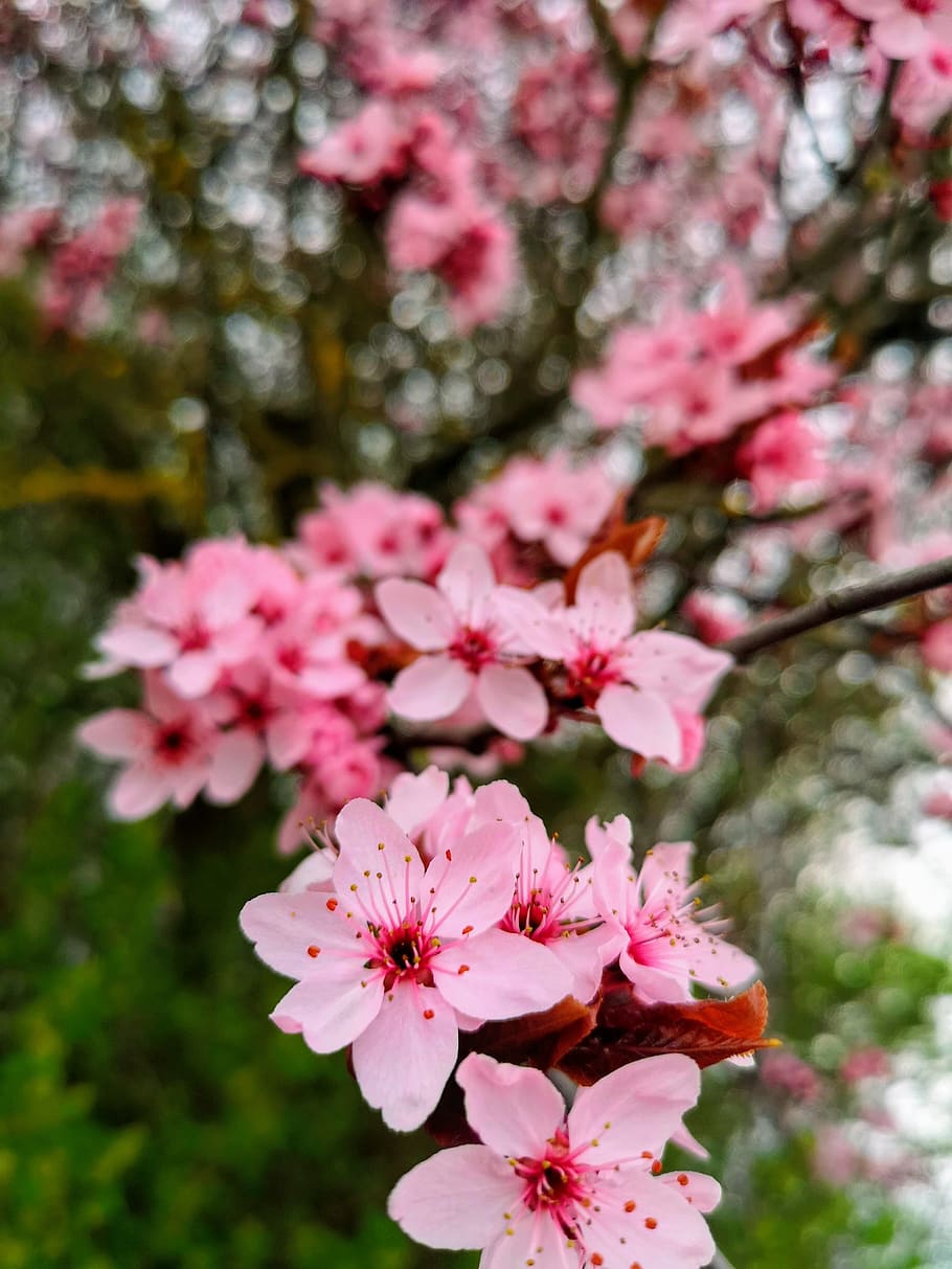 cherry blossom, cherry tree, cherry, nature, blossom, flowers, pink, cherry trees, fruit tree, spring