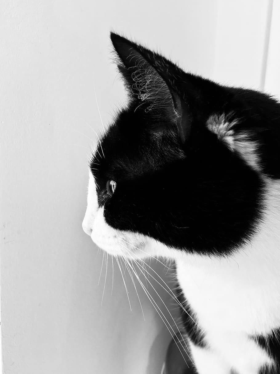 gato, bonitinho, retrato, animal de estimação, preto e branco, olhos, jovem, cabeça, orelhas, procurando
