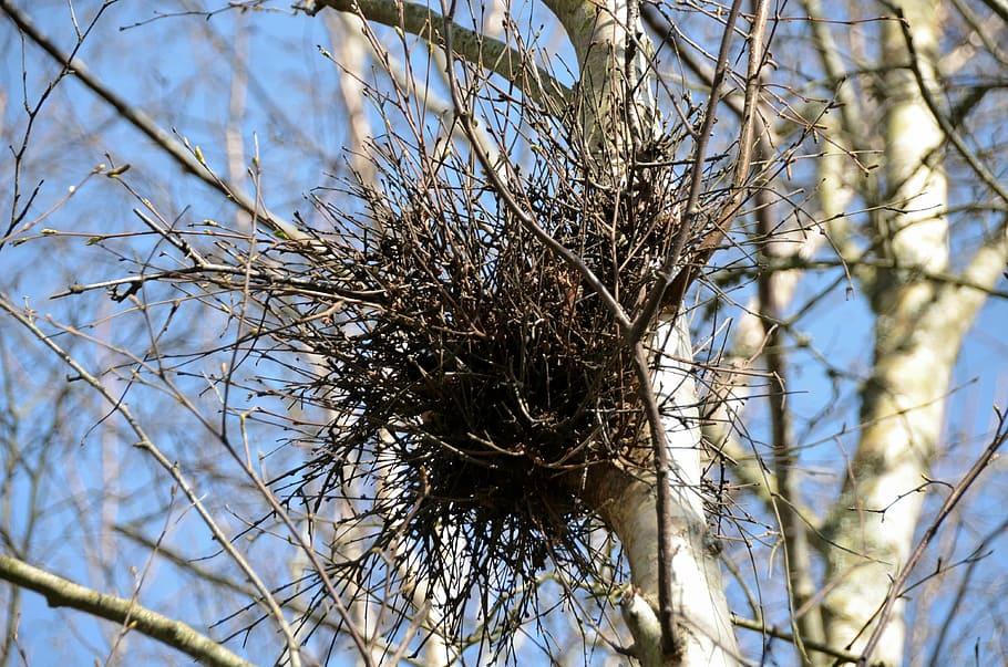 nido de urracas, pájaros, crías, nidos, urracas, árboles, polluelos, animales, primavera, fauna