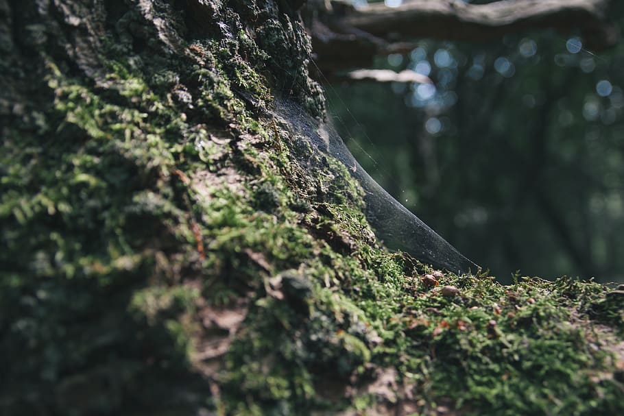 cobweb, tree, forest, nature, woods, plant, trunk, tree trunk, selective focus, moss
