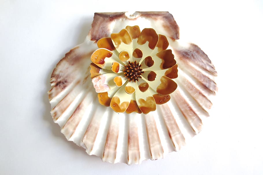vintage, scallop, shell, sea, beach, holiday, vacation, shells, vintage beach, costume