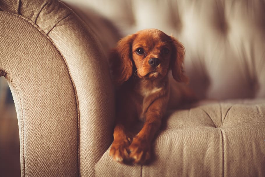 short-coat, tan, dog, tufted, brown, fabric sofa, adorable, animal, animal photography, canine