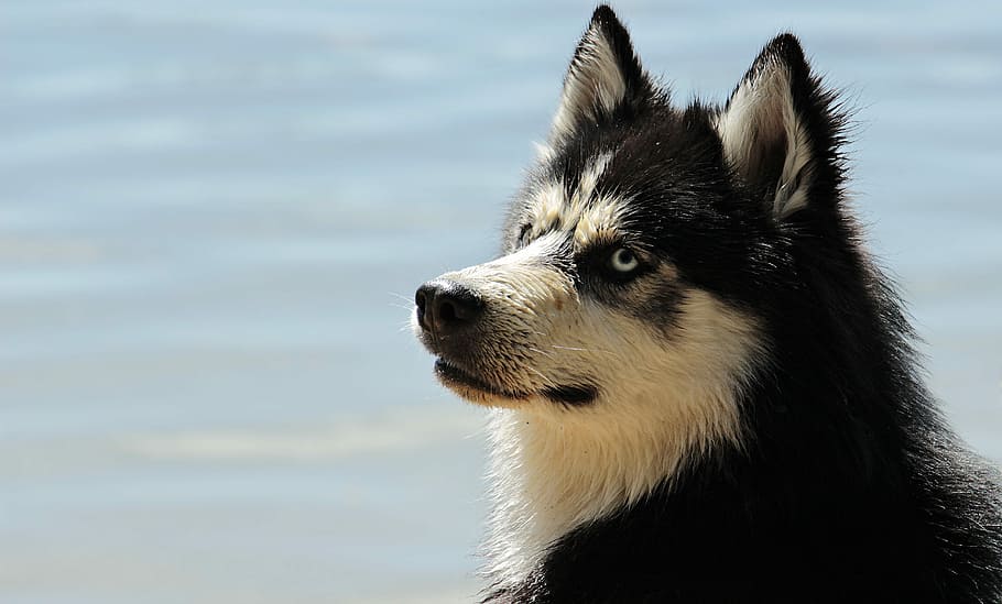 白 黒 シベリア ハスキー クローズアップ写真 犬 犬種 シベリアンハスキー 動物 そり犬 Pxfuel
