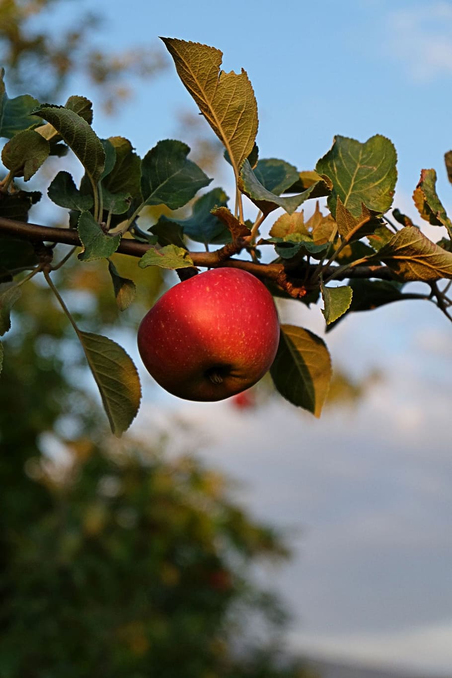 Apel, Buah, Bunga, pohon, makanan dan minuman, daun, cabang, makanan sehat, makan sehat, makanan
