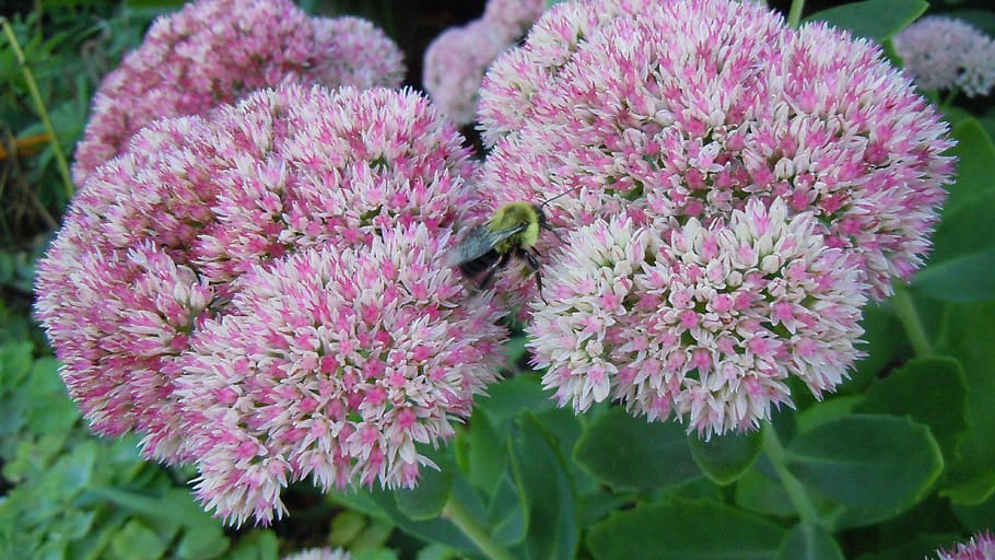 Bumble Bee, Bee, Bunga, Bumblebee, lebah, serbuk sari, serangga, sayap, margasatwa, kumbang
