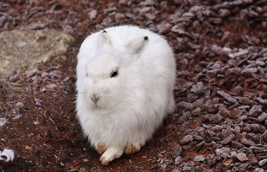 white, rabbit, ground, schneehase, cute, zoo, animal, animal world, fur, hare